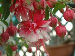 フクシア　苗　R.A.F.