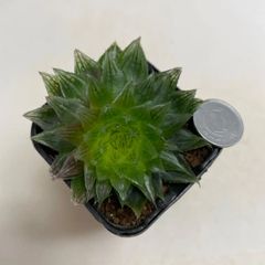 多肉植物　ハオルチア　エメラルドLED 抜き苗　根付き