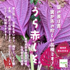 うら赤じそ（うら赤しそ）　☆農薬や化学肥料は使用しておりません　埼玉県産　枝付き約６００ｇ