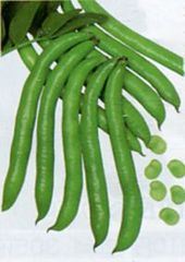 ＜野菜の種＞１２粒　そらまめ　城陽長莢蚕豆　サラダソラマメ　メーカー大袋を小分け