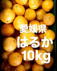 愛媛県産　はるか　柑橘　　10kg