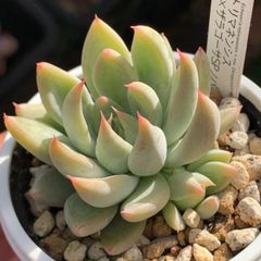 人気レア品種！★トリマネンシス×ザラゴーサSPノバ 多肉植物 （抜き苗・速達付）自家栽培