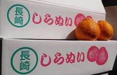 長崎県産不知火 秀品 3L 13玉