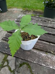 ブナの木　苗木のサムネイル