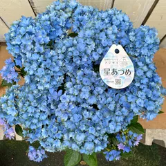 紫陽花来年用　正規品月影　星あつめ　茜雲他 DSXZQO0381348010032021000000-2