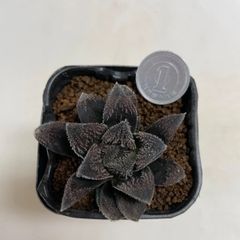 多肉植物　ハオルチア　毛ガニ　抜き苗　根付き