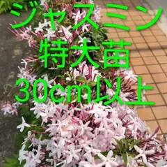 ㊱大きめ苗! 青鬼❣️そわそわ❣️もみじ飴❣️紅手鞠❣️6苗メルカリ便送料込 楽天市場】大阪京菓楽天市場店ZR飴匠さわはら 130グラム