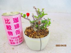 [讃岐屋緑兵衛] 小品盆栽 長寿梅 (42863白釉丸鉢)全高：12㎝ 宅配便発送