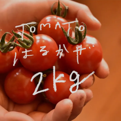 【高糖度】完熟ミニトマトはるかぜ2kg