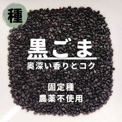 【種】黒ごま　黒胡麻　農薬不使用　200粒