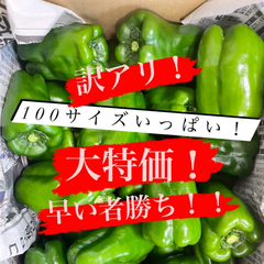 訳アリ　朝採れパリパリピーマン　100サイズ　4キロ