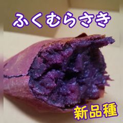 【訳あり】ふくむらさき  10キロ さつまいも 紫芋