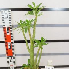 2093 「塊根植物」ドルステニア ギガス 植え【発根開始・発芽開始・Dorstenia gigas・多肉植物】