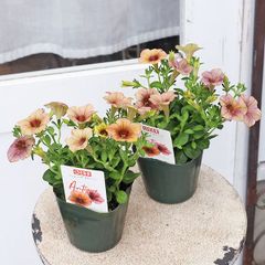 花苗 ペチュニア アンティーク 3.5号 多年草 一重咲き よく咲く おしゃれ 赤 オレンジ