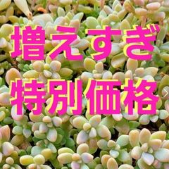 【大容量特別価格】多肉植物セダム　姫秋麗50カット【育成説明書】