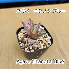 【抜き苗】アガベ　チタノタブルー　Agave titanota 'Blue'　2025-4-11-Atb1