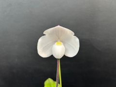 ★洋蘭★原種★Paph. niveum★パフィオペディラム　ニベウム★256-3