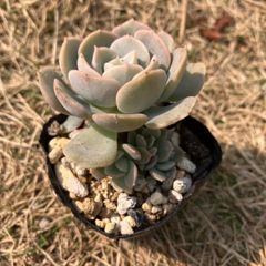 ルンヨニー　抜き苗　多肉植物　モフ多肉　エケベリア