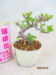 [讃岐屋緑兵衛] 小品盆栽 長寿梅 (42862白釉丸鉢)全高：12㎝ 宅配便発送