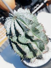 【圧巻！】ユーフォルビア　白衣ホリダ　ゼブラ　Euphorbia horrida