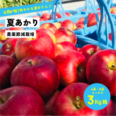 8月収穫の希少な夏リンゴ「夏あかり3キロ箱A品B品」 農林水産大臣賞  信州産 産地直送 長野県限定品種