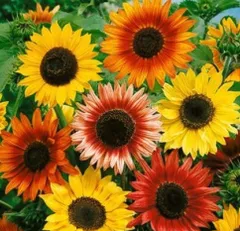 ひまわり　バラエティミックス　花の種のサムネイル