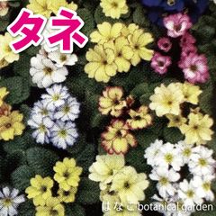 新登場！！【花のタネ】プリムラ・ポミーライトミックス（約30粒）