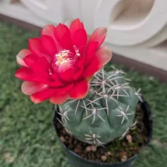 花サボテン 緋花玉 海王 二点セット 花サボテン 緋花玉 海王 二点セット