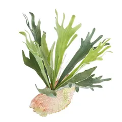 【新品】 Kugusa エアプランツ エアープランツ 造花 フェイクグリーン 壁掛け 吊り下げ 人工 観葉植物 インテリア 装飾 (コウモリラン小)