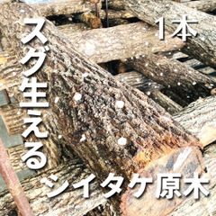 【良品！】しいたけ原木 ホダ木 1本 長さ 90~100cm 太さ13~17cm