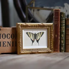 ヴィンテージフレーム「アゲハ蝶」希少なヴィンテージ図鑑からの切り抜きと古い額縁のセット ( アンティーク雑貨 蚤の市 ウォールデコ オブジェ レトロ アート フレーム 額縁 絵 ポスター  インテリア雑貨  古道具 店舗什器 昆虫図鑑 壁掛け ブロカント )