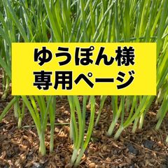 ゆうぽん様専用ページ‼️玉ねぎ苗