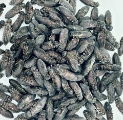 冷凍クロコL約1000匹1kg冷凍コオロギ 冷凍クロコ メガL 約1000匹1000g 1kg 冷凍コオロギ - メルカリ