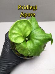 ビカクシダ リドレイ胞子培養【P.ridleyi / spore】