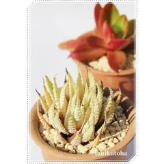 白蝶 ハオルチア 2寸ポット ススキノ科 珍しい多肉植物