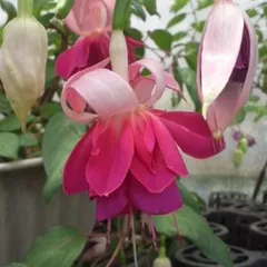 【 Fuchsia422さん専用 】フクシア　カーテンコール 等　2株