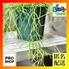リプサリス・カスッサ ハンギング仕立て ※メルカリ便発送 【大株