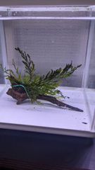 【一点物】　ボルビティスspギニアナロー　付き流木　③