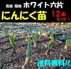 にんにく苗(ホワイト六片/青森 福地/国産) 12本　　暖地用・無農薬　ニンニク