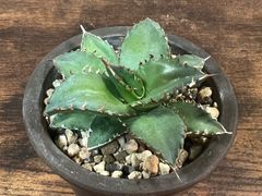 Agave Titanota アガベ チタノタ 夕映 老白鯨 子株 発根済み 送料込み