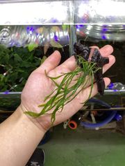 Bidayuha Crassispatha Kalimantan Barat子株 Bidayuha crassispatha Kalimantan Barat - メルカリ