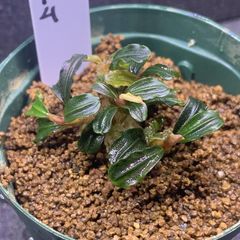 水草　ブセファランドラ sp. ダークファントム　dark phantom　1株　※バラ売り