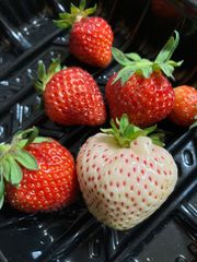 山椒の花、花山椒100 - メルカリ