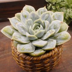 MA060	ドロップメキシカンスノーボール	【イータニク】多肉植物　韓国苗　第四種郵便発送