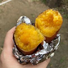 ✅本州四国への発送限定　　初物　天然アミガサタケ　モリーユ　1点限り　712g ✓本州四国への発送限定 初物 天然アミガサタケ モリーユ 1点