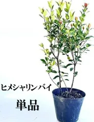 【 単 品 】ヒメシャリンバイ樹高0.4m前後15cmポット
