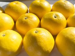 ♬ほろ苦さが人気のオトナ味の柑橘♬ ★柑橘類★『土佐文旦』約5㎏