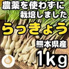 【希少・新鮮！】熊本県産 2年ものらっきょう 10kg 農薬を使わず栽培しました オーガニック 2025年完売 らっきょう 有機栽培 2kg 土付 鹿児島