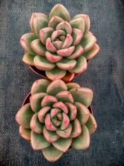 K*Z様 15種類セット K1483×105苗 土付き 詰め合わせ 多肉植物 エ 15種類セット K1483×105苗 土付き 詰め合わせ 多肉植物