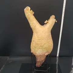 2025年最新】キフォステンマ マクロプスの人気アイテム - メルカリ